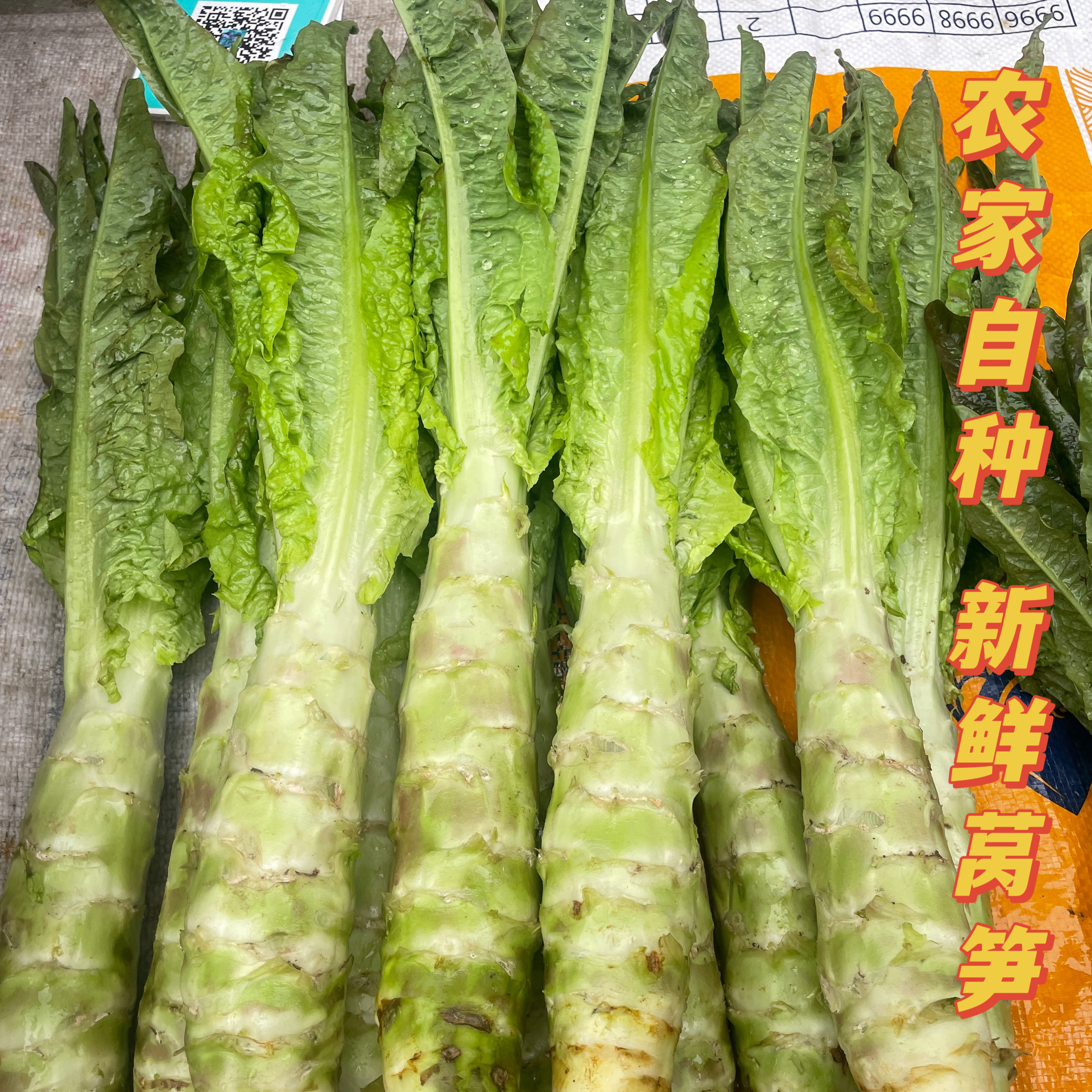 3斤 农家自种新鲜莴笋应季红皮绿叶红皮莴笋青皮香莴笋嫩莴笋带叶