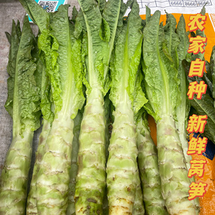 3斤 农家自种新鲜莴笋应季红皮绿叶红皮莴笋青皮香莴笋嫩莴笋带叶