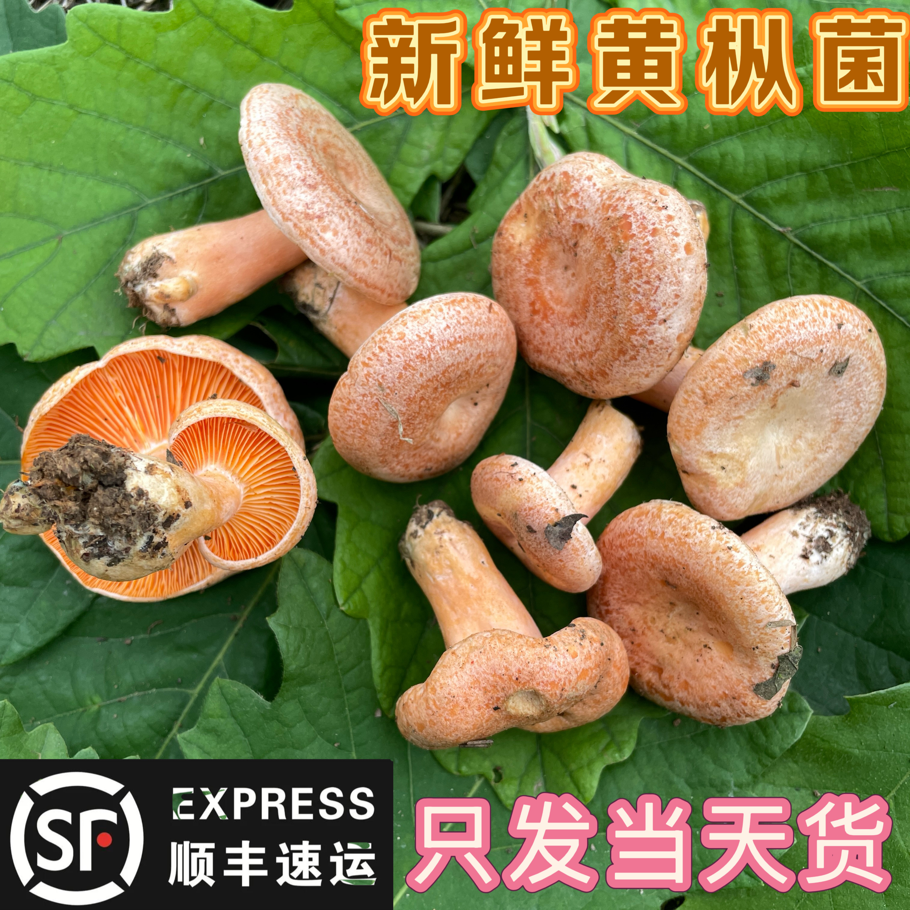 新鲜菌菇枞树菌九月香菌
