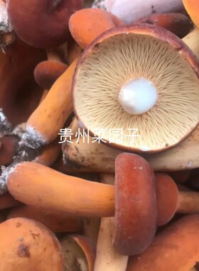 野生菌子新鲜奶浆菌松乳菇山珍