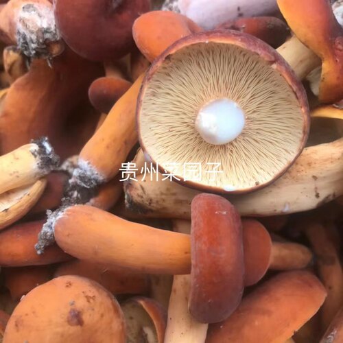野生菌子新鲜奶浆菌松乳菇山珍