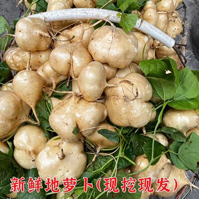 新鲜地瓜豆署沙葛水果署凉薯白皮地萝卜清甜蔬菜水果番薯土瓜5斤