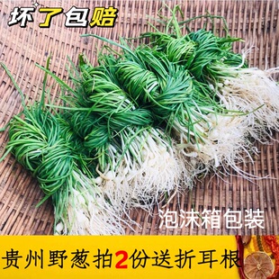 贵州新鲜野外生长当季 蔬菜野葱胡葱小根蒜沙葱苦蒜薤白野小葱青蒜
