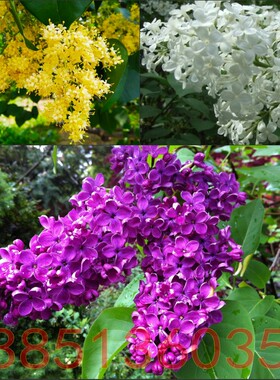 庭院花卉白丁香花苗 紫丁香苗 黄色丁香花树苗丁香花盆栽