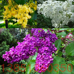 庭院花卉白丁香花苗 紫丁香苗 黄色丁香花树苗丁香花盆栽