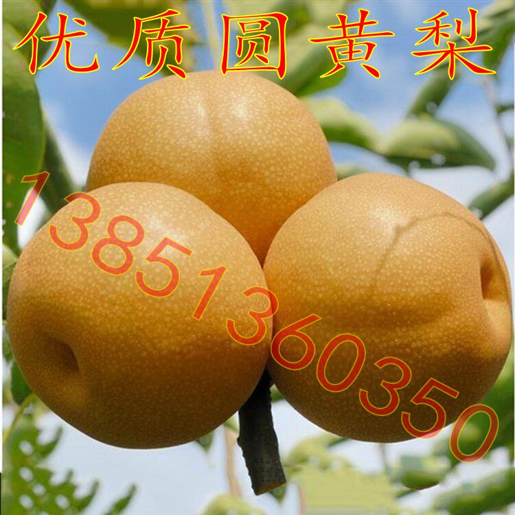 大果梨树苗 优质圆黄梨树苗 圆黄梨树树苗 黄梨树苗嫁接苗包邮