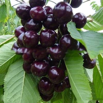 车厘子当年结果南方樱桃树嫁接苗