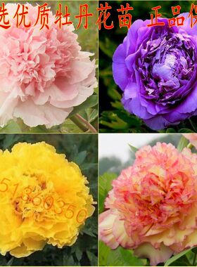 春天开花花卉精品绿植