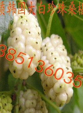 优质白桑树苗 韩国大白珍珠桑葚树苗 白桑椹苗大白珍珠桑葚苗