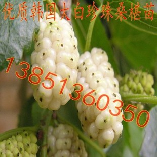 优质白桑树苗 韩国大白珍珠桑葚树苗 白桑椹苗大白珍珠桑葚苗