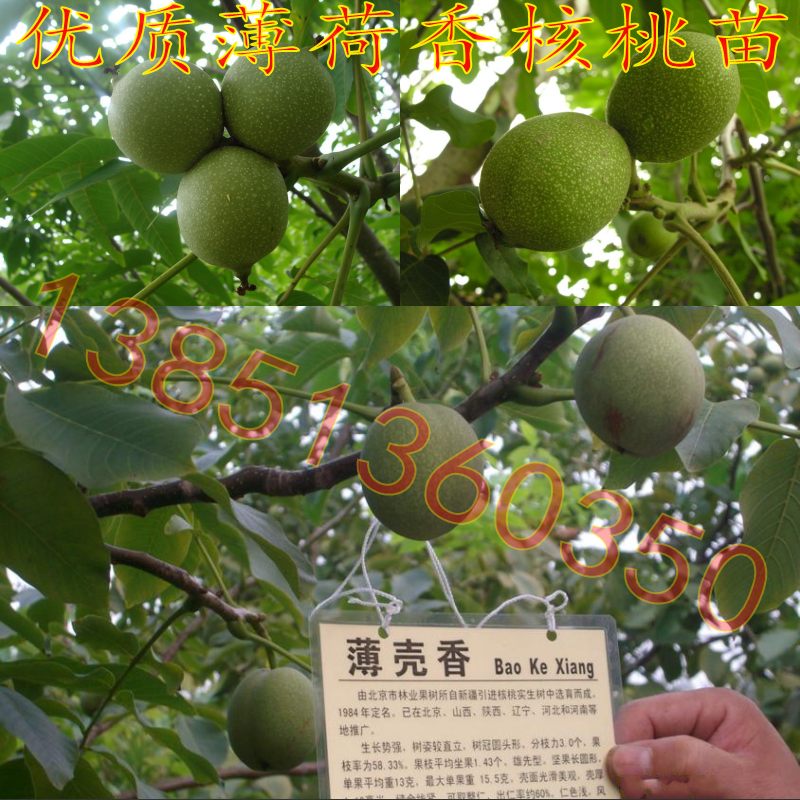 批发薄壳核桃树苗矮化