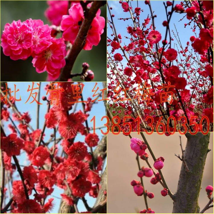 嫁接梅花苗红梅小苗骨里红