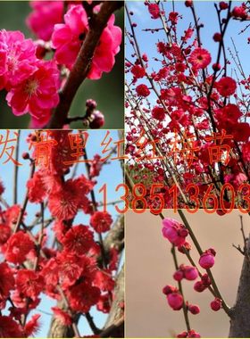嫁接梅花苗红梅小苗骨里红