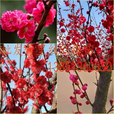 嫁接梅花苗红梅小苗骨里红