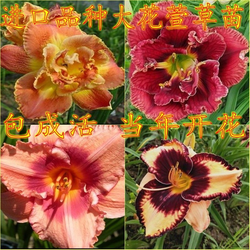 萱草苗宿根花卉春夏花期长美观图片