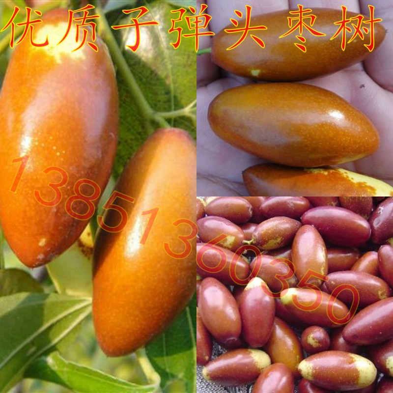 庭院果树苗 子弹头枣树苗 嫁接枣树苗子弹头枣子苗 马牙枣树苗
