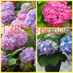 八仙绣球花苗包邮 八仙花苗 绣球花苗 绣球苗 当年开花苗