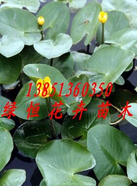 种苗花卉植物特价包邮