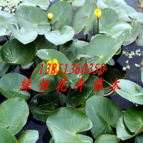 种苗花卉植物特价包邮
