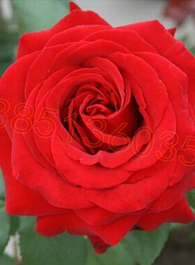 月季花盆栽 正宗绿色大花月季苗 梅郎口红月季花苗 月季盆栽
