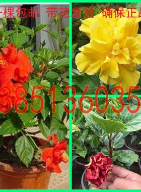 扶桑花盆栽  黄色扶桑花苗 红色扶桑苗 正品扶桑花 扶桑苗包邮