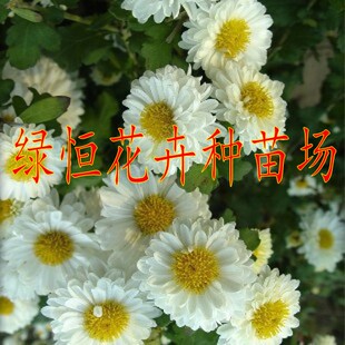 食用菊花苗 杭白菊苗 胎菊苗 盆栽菊花 药用菊花苗2棵包邮