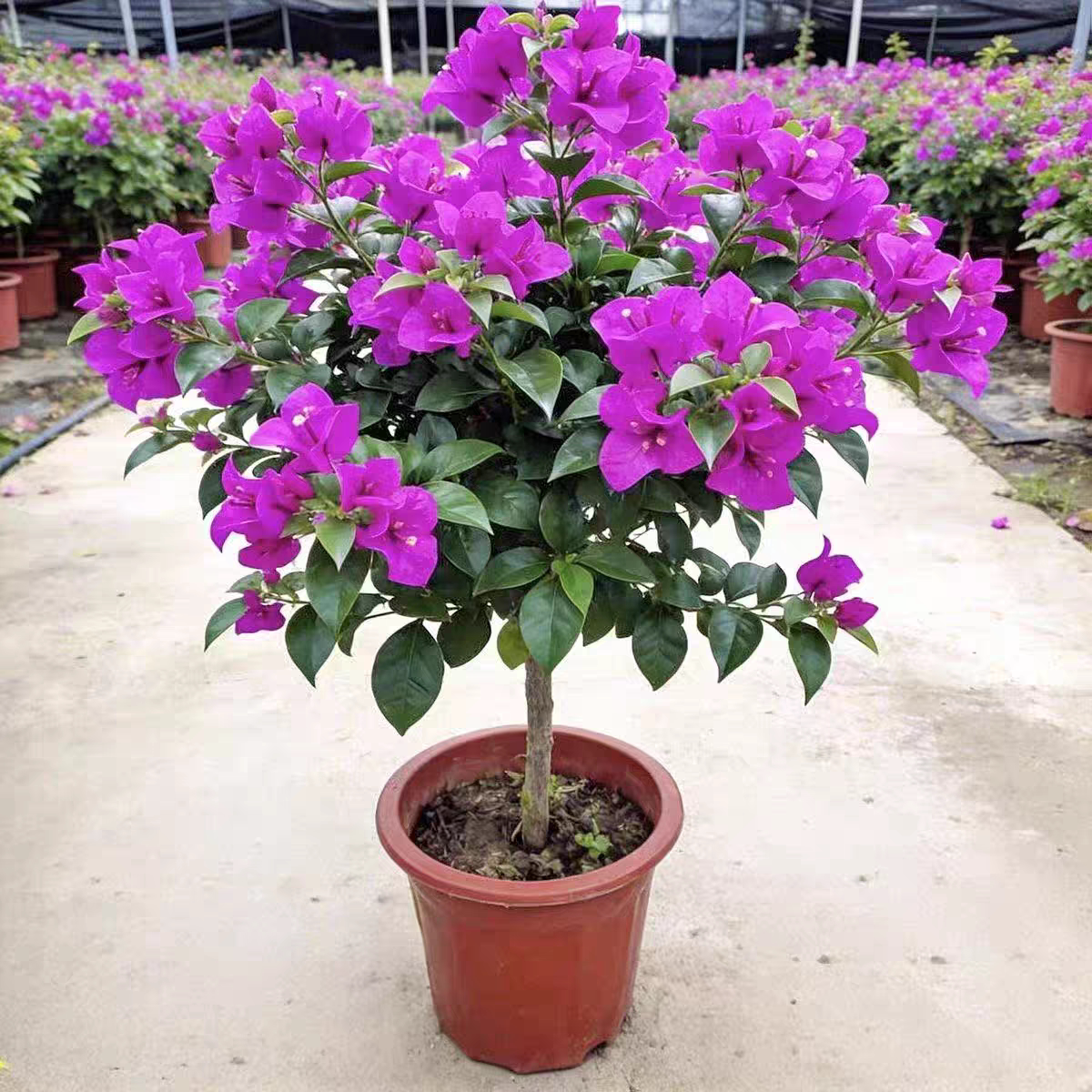 云南紫三角梅盆栽带花老桩爬藤四季开花好养活庭院室内阳台花卉