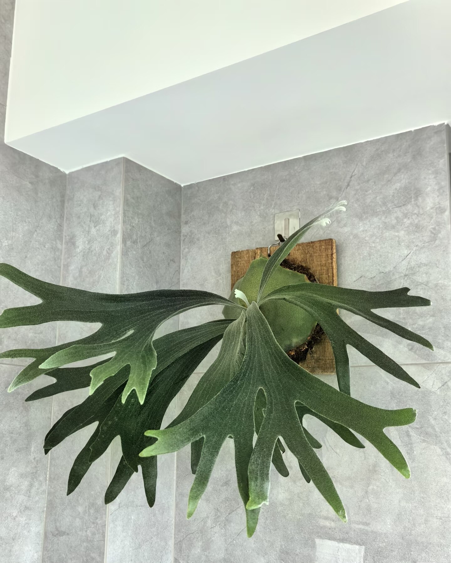二岐鹿角蕨盆栽室内绿植墙饰摆件小众植物大型鹿角蕨绿植盆栽