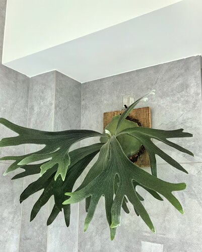 二岐鹿角蕨盆栽室内绿植墙饰摆件小众植物大型鹿角蕨绿植盆栽