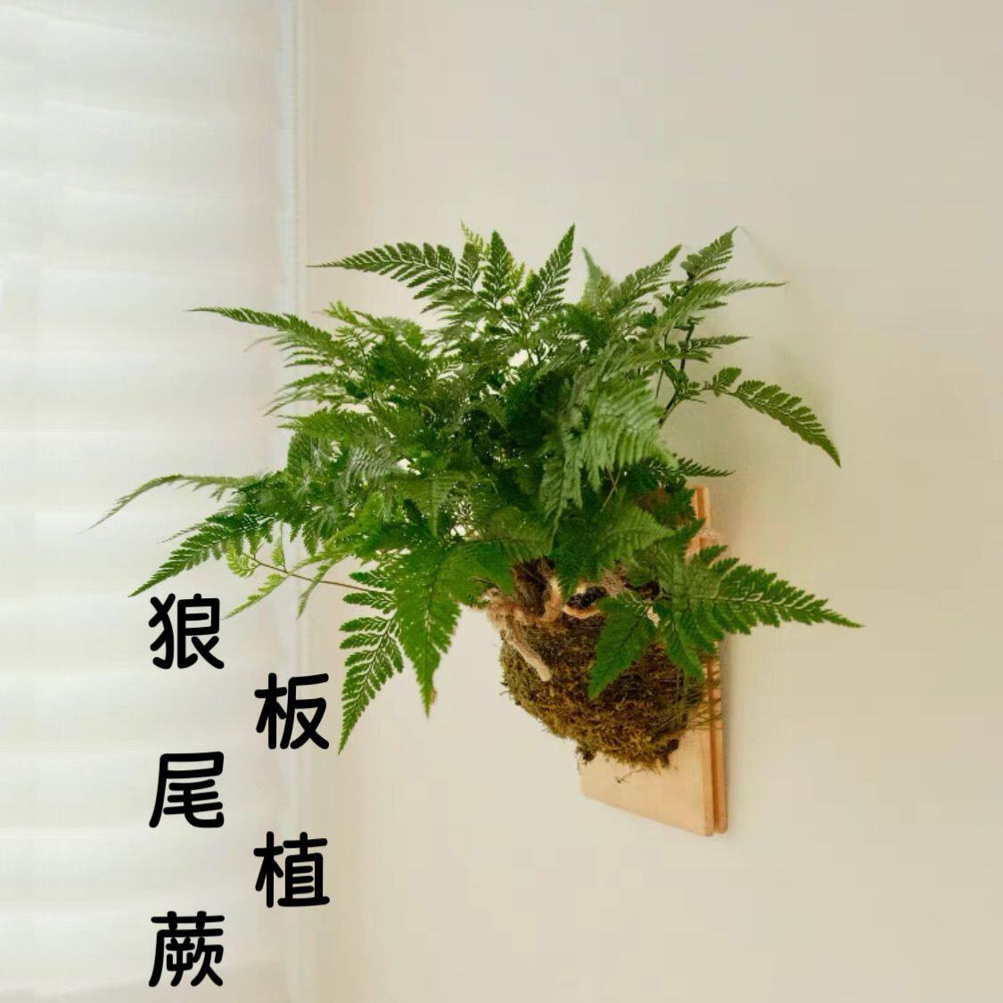 狼尾蕨板植盆栽苔藓球室内桌面书房蕨类绿植墙饰摆件小众植物