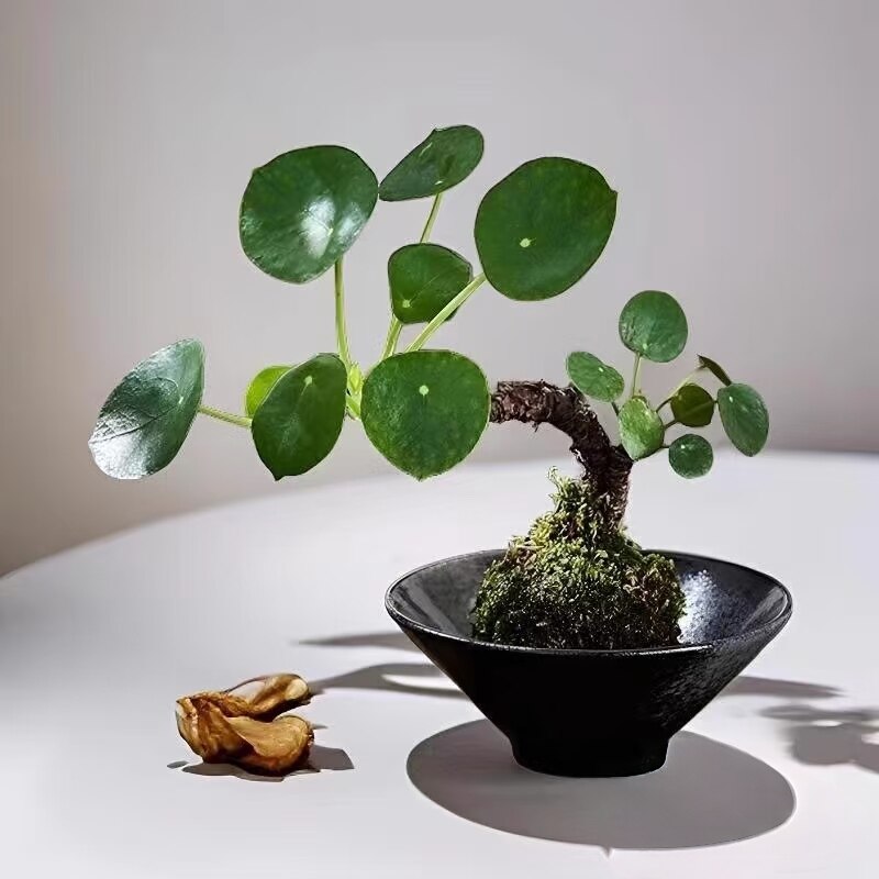 圆叶苔藓球镜面草茶台网红推荐盆栽常绿同款灌木室内水培植物