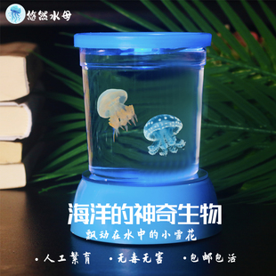 水母活体活物儿童学生宿舍赤月海月水母稀有宠物桌面好养