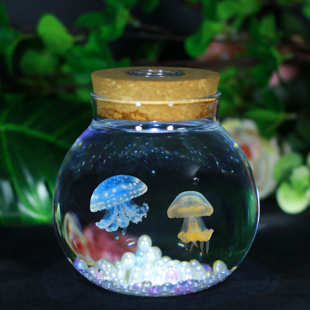 水母活物家养无毒小水母生态缸赤月海月巴布亚水母桌面儿童宠物