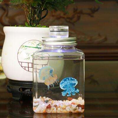 水母活物活体家养好养桌面宠物