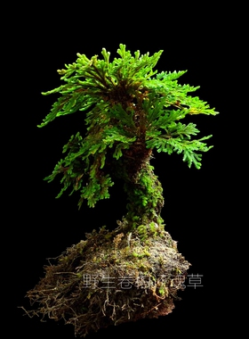 卷柏盆栽盆景菖蒲懒人植物防辐射九死还魂草天然绿色植物包邮