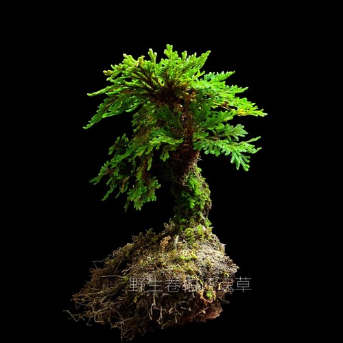 卷柏盆栽盆景菖蒲懒人植物防辐射九死还魂草天然绿色植物包邮 - 封面