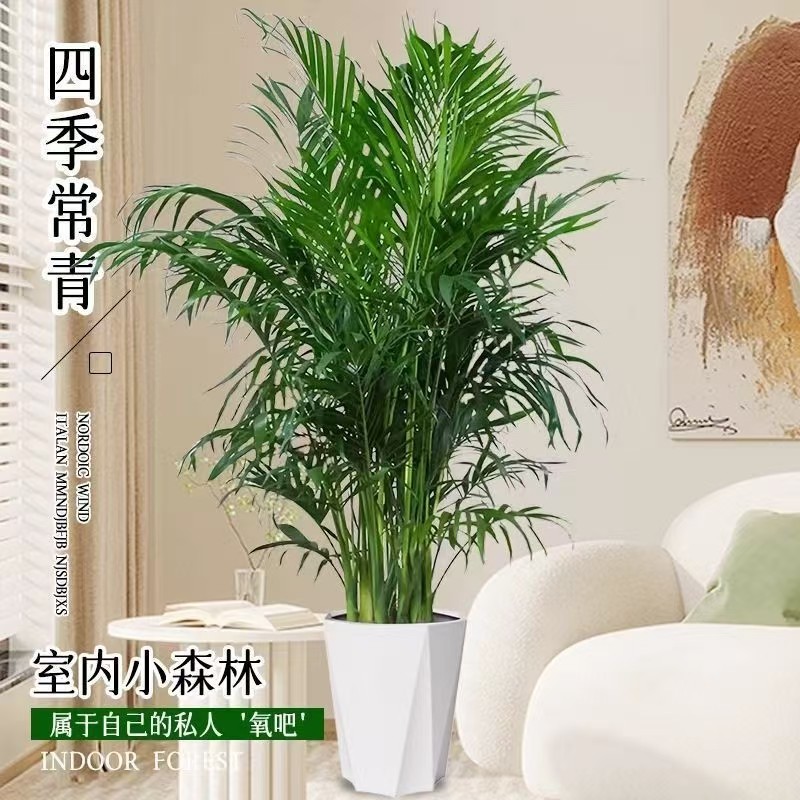 招财旺宅绿植盆栽富贵椰子除甲醛