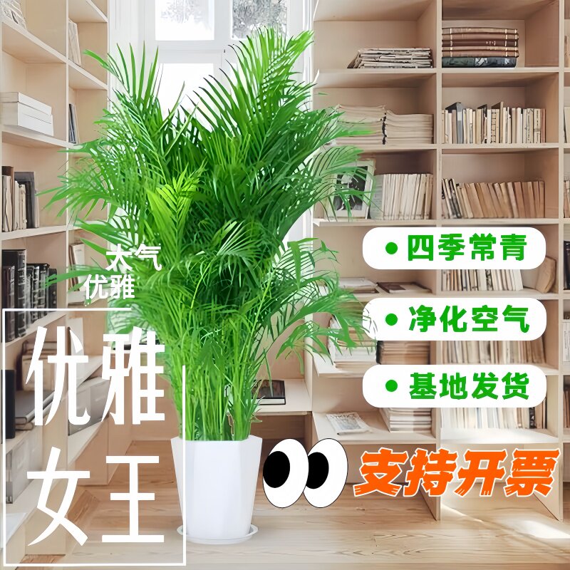 招财旺宅富贵椰子树绿植商场办公大型绿植/成品组合盆