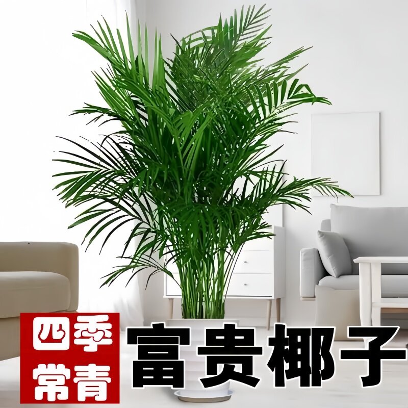 正宗富贵椰子室内客厅四季常青好养易活除甲醛懒人盆栽散尾葵绿植