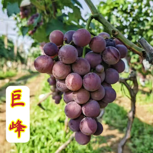青岛平度老品种巨峰葡萄苗巨丰当年挂果南北方种植爬藤大泽山葡萄
