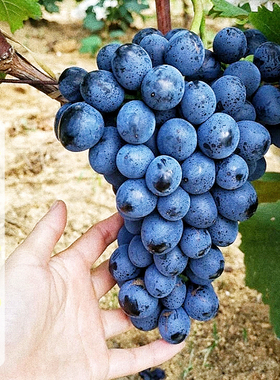 蓝色拉威尔葡萄苗南北方种植当年挂果平度大泽山