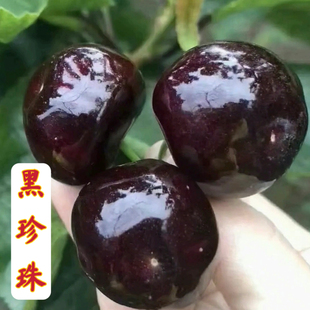 黑珍珠大樱桃苗甜樱桃苗车厘子苗南北方种植庭院别墅