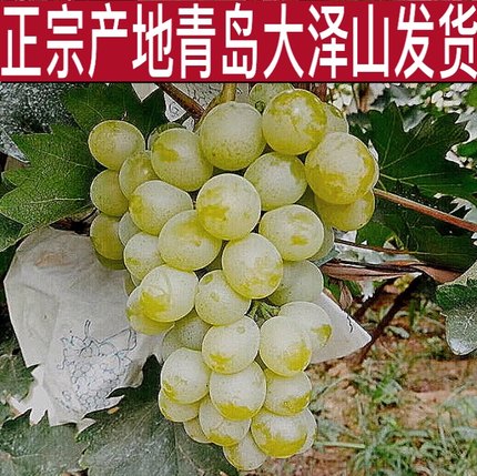 老品种泽山一号白玫瑰香水晶葡萄苗当年挂果爬藤扦插山东平度