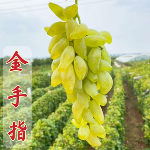 金手指葡萄苗平度大泽山特产浓奶香味甜蜜多汁当年挂果