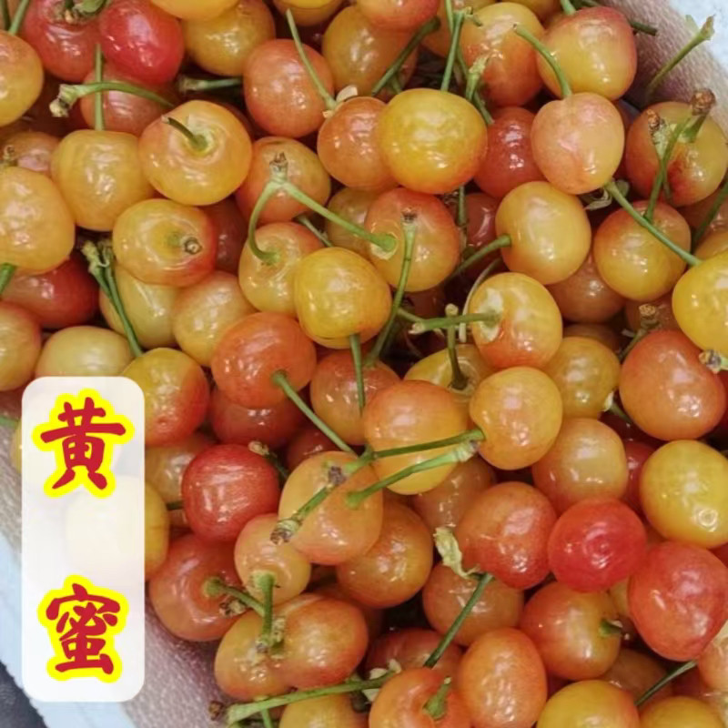 黄蜜樱桃苗黄樱珠山东青岛大樱桃苗嫁接苗南北方种植