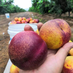 油桃苗麻点油桃纯甜山东嫁接桃树苗南北方种植中油桃苗