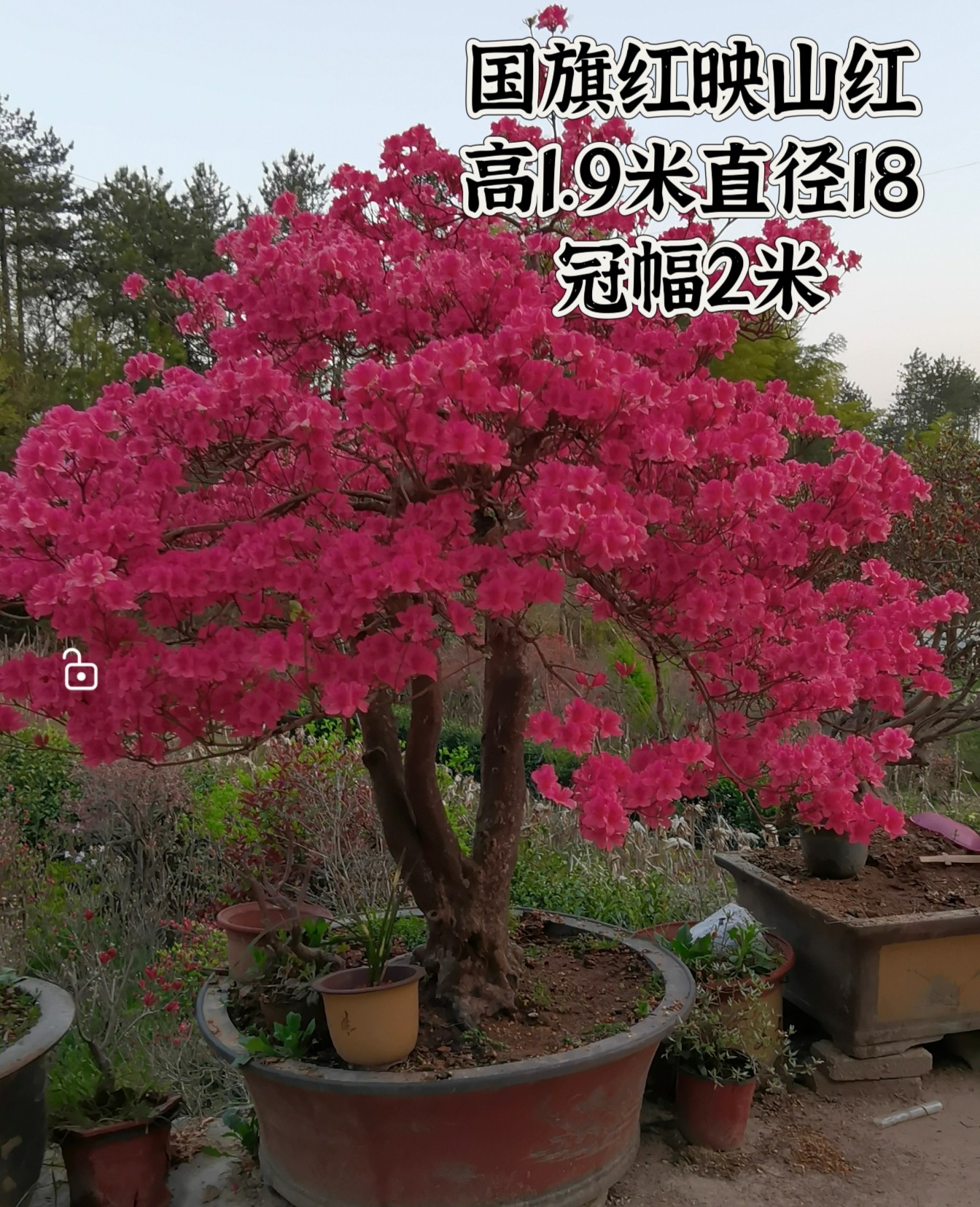 精品国旗红映山红盆景树桩生桩杜鹃熟桩拆迁占地苗11年老店占地树