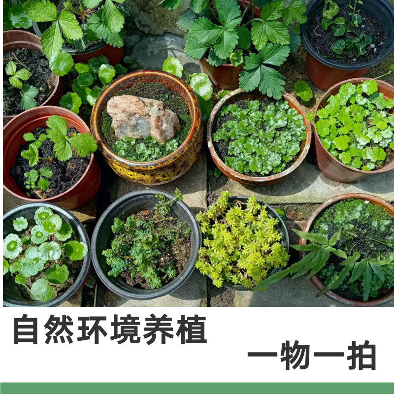 翠云草苔藓盆景铜钱草小叶薜荔天胡荽地钱藓蛇莓
