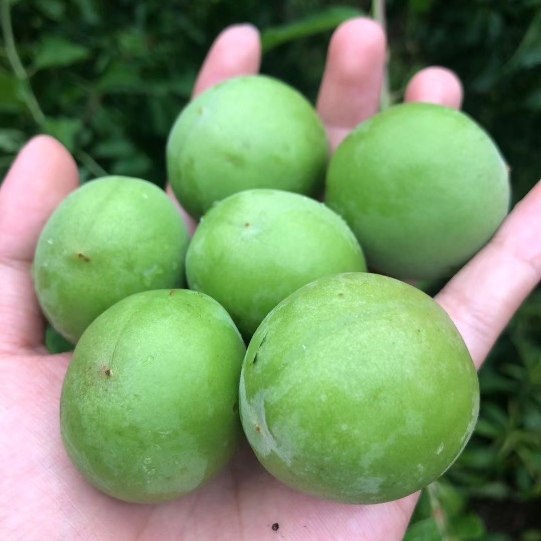 2026杭州青梅青梅果新鲜现采孕妇水果酵素野生泡酒酸梅子5斤
