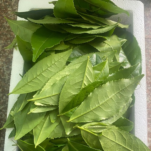 新鲜采摘老叶子茶叶鲜茶，湖南擂茶工艺原料大叶，可打擂茶树叶子